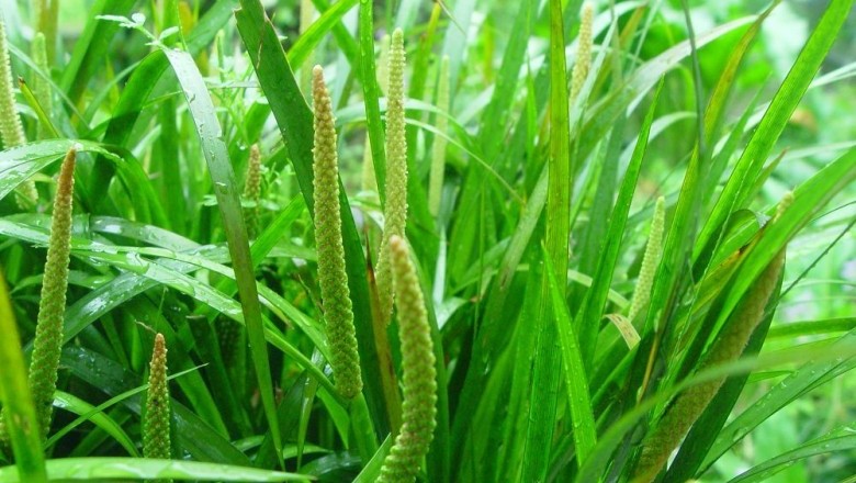 Cây dược liệu cây Thủy xương bồ, Xương bồ, Bạch bồ - Acorus calamus L