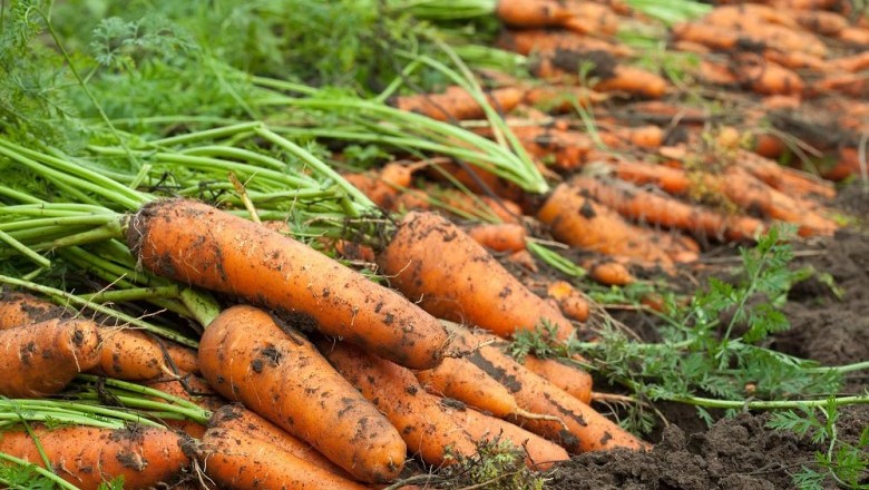 Cây dược liệu cây Cà rốt - Daucus carota L., ssp sativus Hayek