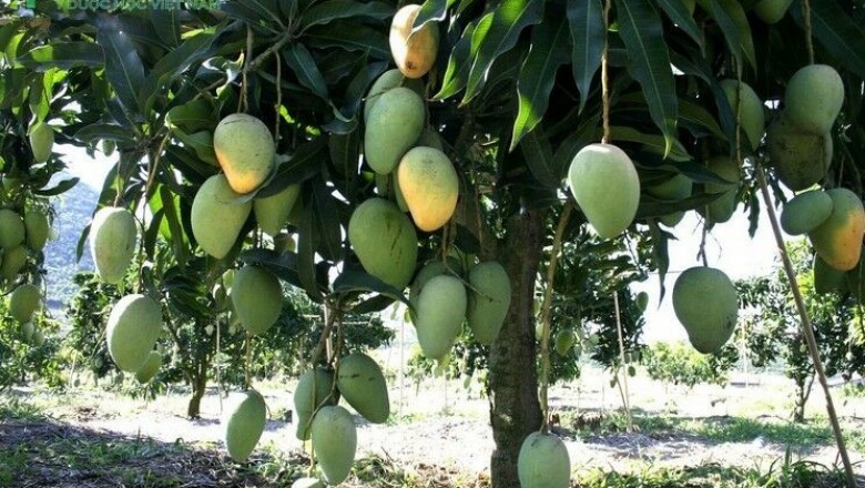 Cây dược liệu cây Xoài - Mangifera indica L