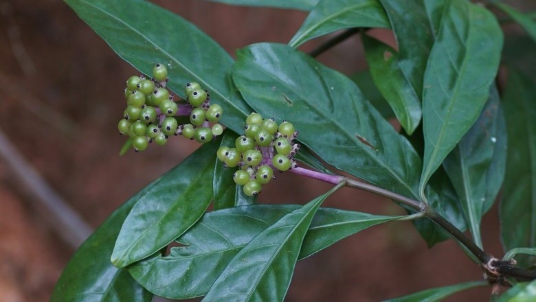 Cây dược liệu cây Xương sơn, Giàng sơn, Mặt trắng - Chassalia curviflora (Wall.) Thwaites (C. chartaceae Craib, Psychotria curviflora Wall.)
