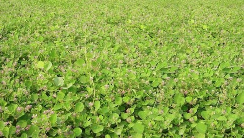 Thông tin cây Dược liệu Kim Tiền Thảo tại thị trường Việt Nam hiện tại
