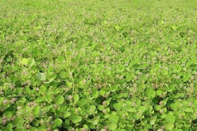 Thông tin cây Dược liệu Kim Tiền Thảo tại thị trường Việt Nam hiện tại