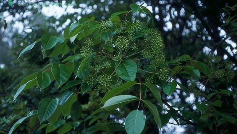 Cây dược liệu cây Thạch giáp sâm, Thạch giáp phong, Ngũ diệp sâm - Pentapanax fragrans (D. Don) Ha (P. leschenaultii (DC.) Seem.)
