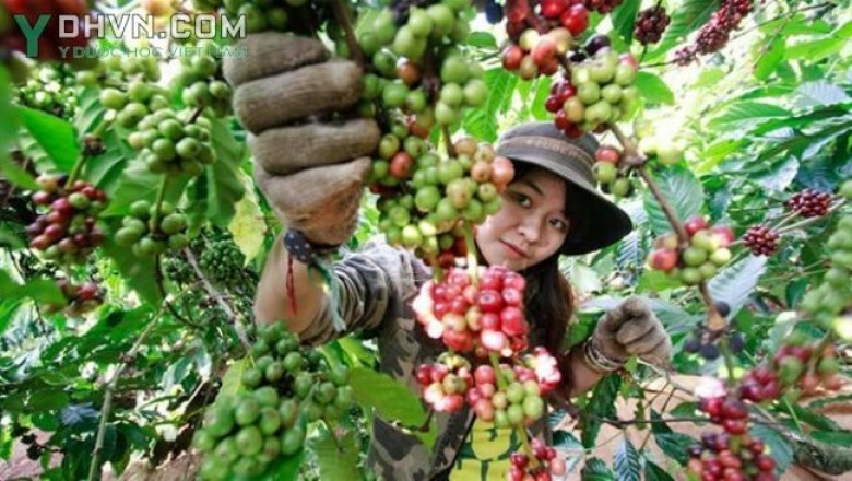 Cây dược liệu cây Cà phê, Cà phê chè hay Cà phê Arabica - Coffea arabica L