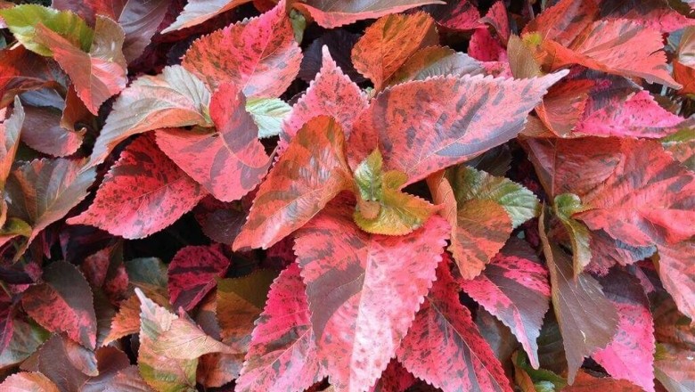 Cây dược liệu cây Tai tượng đỏ - Acalypha wilkesiana Muell.-Arg