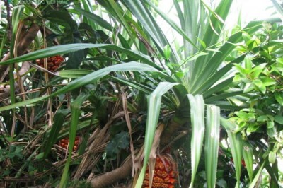 Cây dược liệu cây Dứa gỗ - Pandanus odoratissimus L.f. (P. tectorius Park. ex Z.)