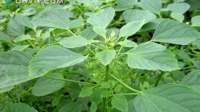 Cây dược liệu cây Tai tượng xanh hay Tai tượng ấn - Acalypha indica L