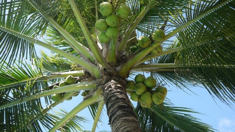 Cây dược liệu cây Dừa -Cocos nucifera L