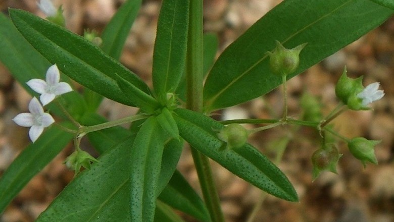Cây dược liệu cây Lưỡi rắn, Bòi ngòi ngù, Vỏ chu - Hedyotis corymbosa (L.) Lam