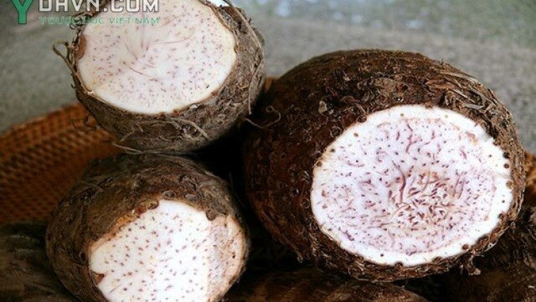 Cây dược liệu cây Khoai sọ, Khoai môn - Colocasia antiquorum Schott (C. esculenta Schott, var. antiquorum (Schott) Hubb.)