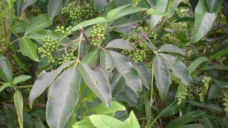 Cây dược liệu cây Ba chạc, Chè đắng, Chè cỏ, Cây dầu dầu - Euodia lepta (Spreing) Merr