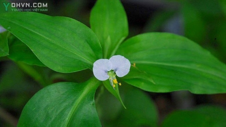 Cây dược liệu cây Thài lài trắng, Rau trai - Commelina diffusa Burm. f