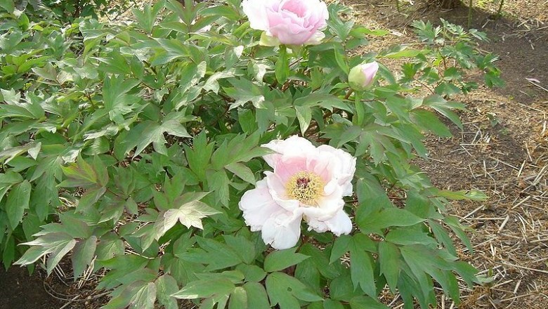 Cây dược liệu cây Mẫu đơn - Paeonia suffruticosa Andr