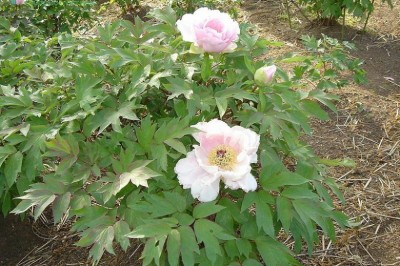 Cây dược liệu cây Mẫu đơn - Paeonia suffruticosa Andr
