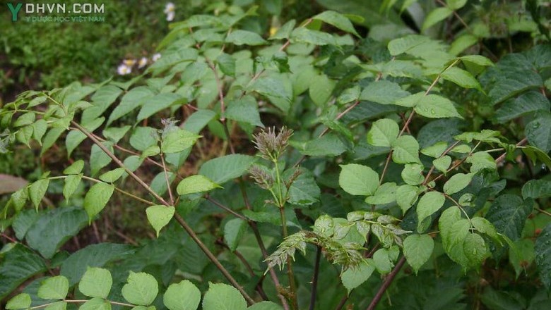 Cây dược liệu cây Thông mộc Cuồng ít gai - Aralia chinensis L
