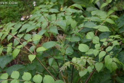 Cây dược liệu cây Thông mộc Cuồng ít gai - Aralia chinensis L