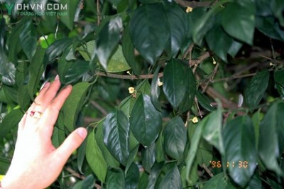 Cây dược liệu cây Ðằng hoàng - Vàng nghệ, Vàng nhựa - Garcinia hanburyi Hook. f