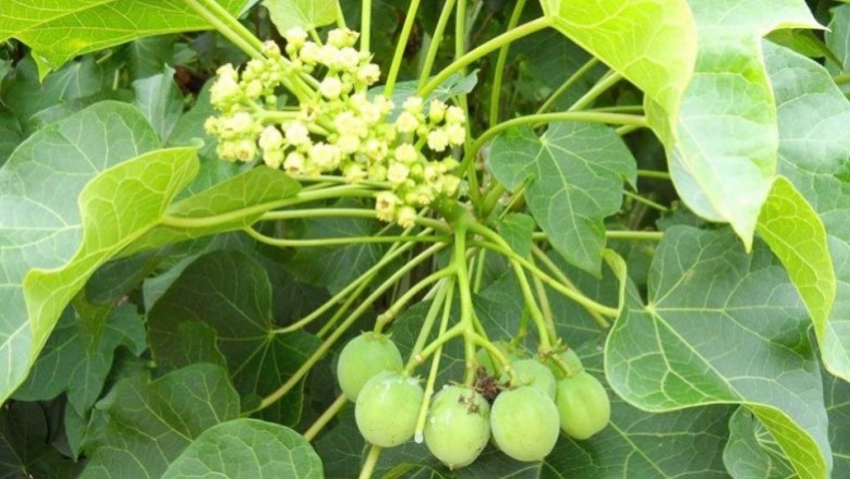 Cây dược liệu cây Dầu mè, Dầu lai, Đậu cọc rào, Ba đậu nam - Jatropha curcas L