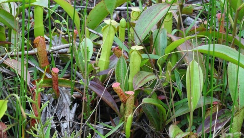 Cây dược liệu cây Nắp ấm, Bình nước kỳ quan - Nepenthes mirabilis (Lour.) Druce