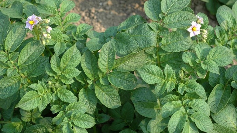 Cây dược liệu cây Khoai tây - Solanum tuberosum L