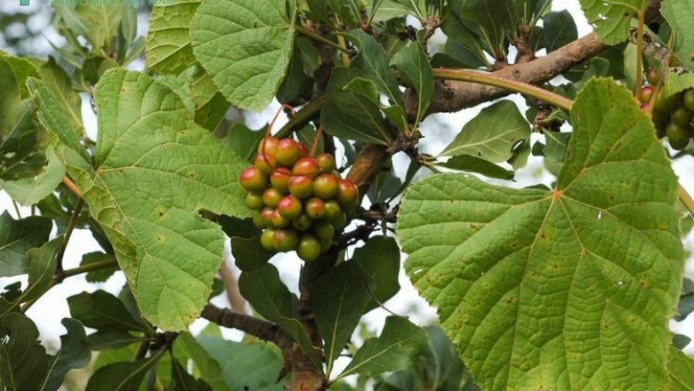 Cây dược liệu cây Nho rừng, Hồ nho nhện - Ampelocissus arachnoidea Planch