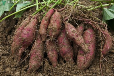 Cây dược liệu cây Khoai lang hay Lang - Ipomoea batatas (L.) Lant