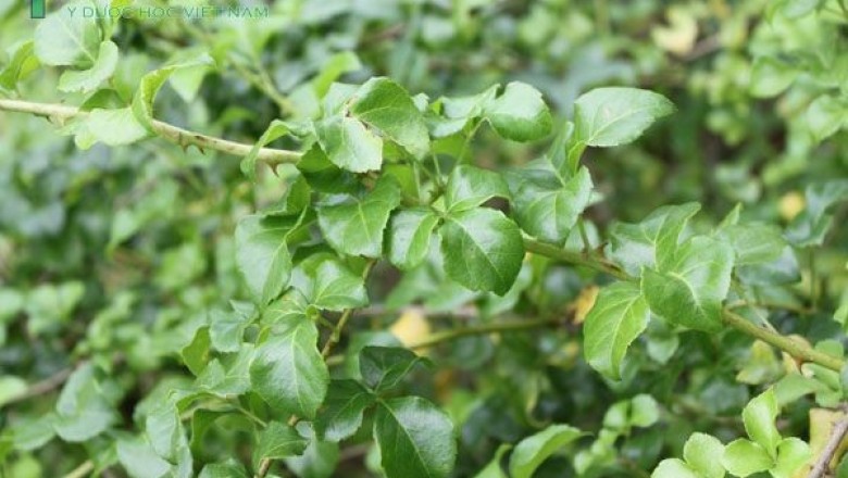 Cây dược liệu cây Ngũ gia hương - Acanthopanax trifoliatus (L.) Merr