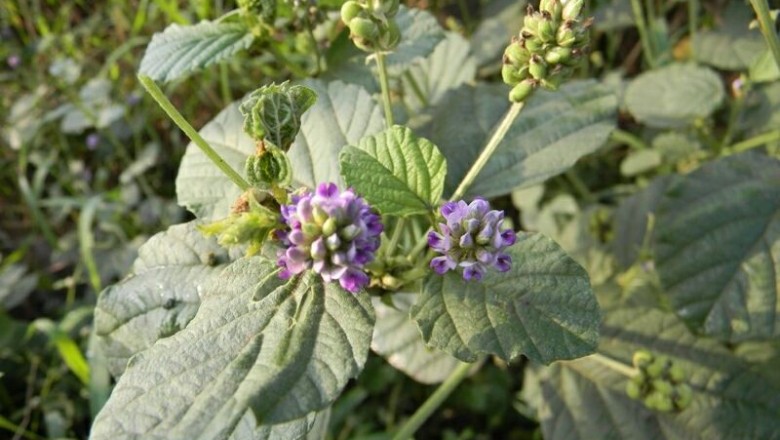Cây dược liệu cây Phá cố chỉ, Bổ cốt chi, Ðậu miêu - Psoralea corylifolia L