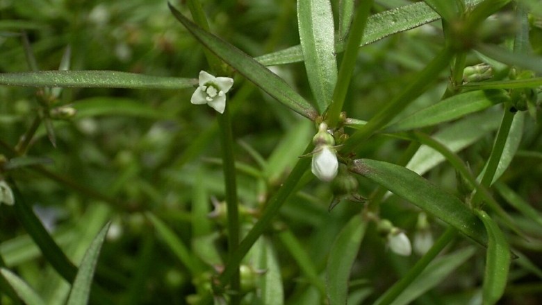 Cây dược liệu cây Lưỡi rắn trắng, Bòi ngòi bò - Hedyotis diffusa Willd