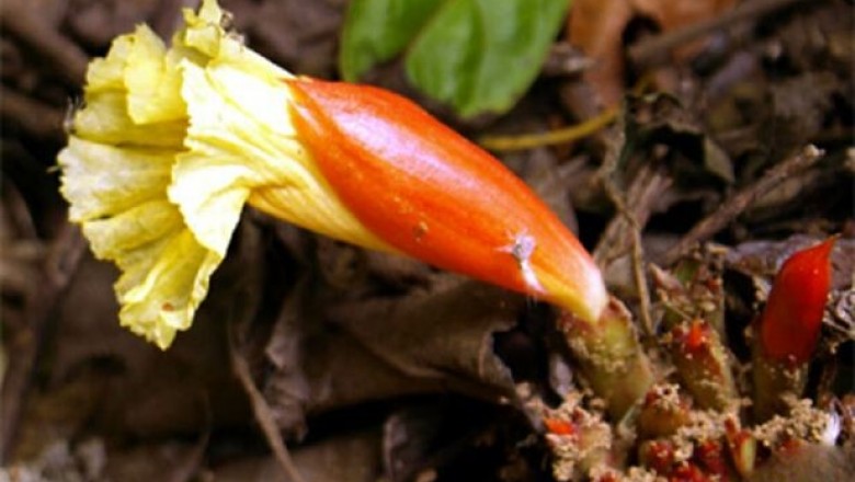 Cây dược liệu cây Mía dò hoa gốc, Mía dò lá nhẵn - Costus tonkinensis Gagnep