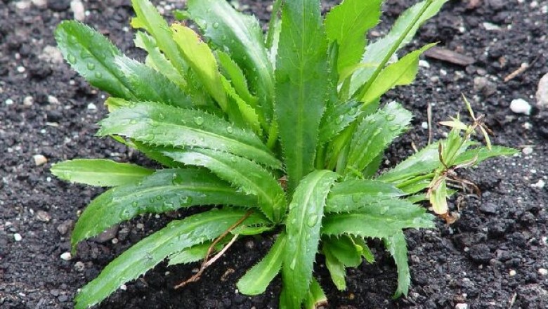 Cây dược liệu cây Mùi tàu, Rau mùi tàu, Ngò tàu, Ngò gai - Eryngium foetidum L