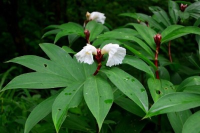 Cây dược liệu cây Mía dò, Cát lối, Ðọt đắng - Costus speciosus (Koenig) Sm