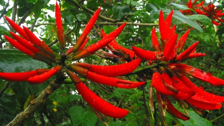 Cây dược liệu cây Vông nem, Cây lá vông - Erythrina variegata L.