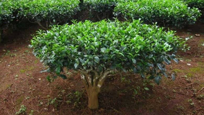 Cây dược liệu cây Chè - Camellia sinensis (L.) O.Ktze (Thea sinensis L.)