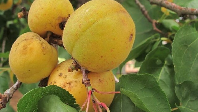 Cây dược liệu cây Mơ - Prunus armeniaca L. (Armeniaca vulgaris Lam.)