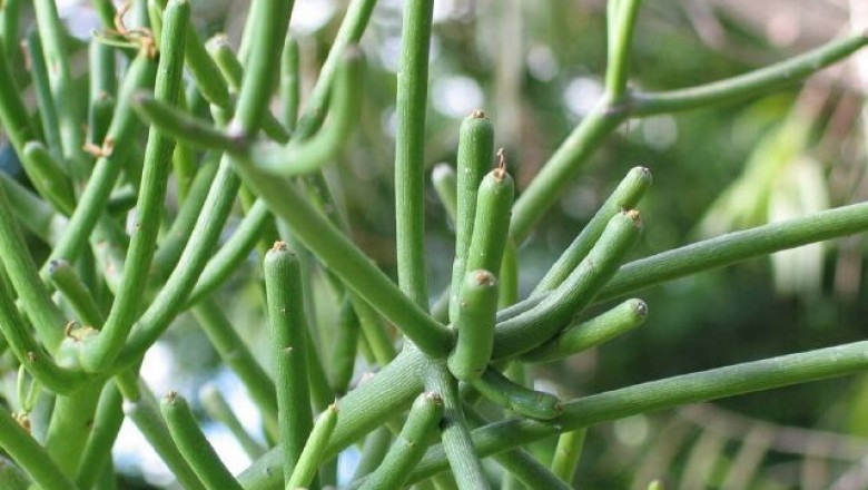 Cây dược liệu cây Xương khô, San hô xanh, Cành giao - Euphorbia tirucalli L., thuộc họ Thầu dầu - Euphorbiceae.