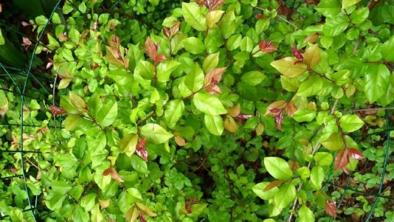 Cây dược liệu cây Canh châu, Chanh châu, Quanh châu - Sageretia theezans (L.) Brongn