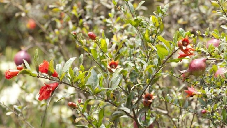 Cây dược liệu cây Lựu, Thạch lựu - Punica granatum L