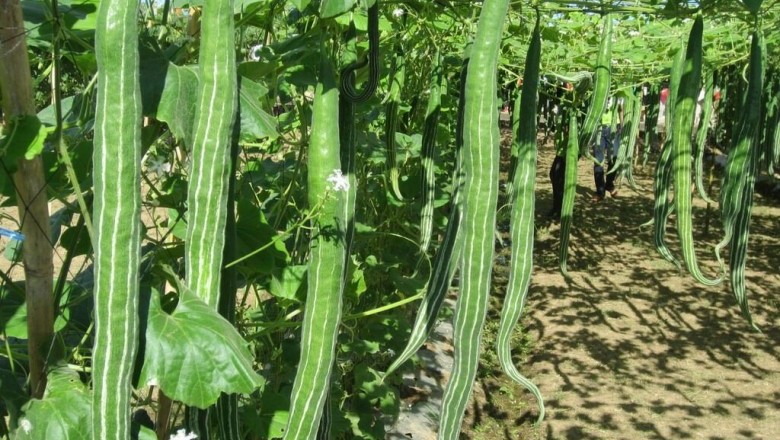 Cây dược liệu cây Mướp hỗ, Mướp tây, Bí con rắn - Trichosanthes anguina L