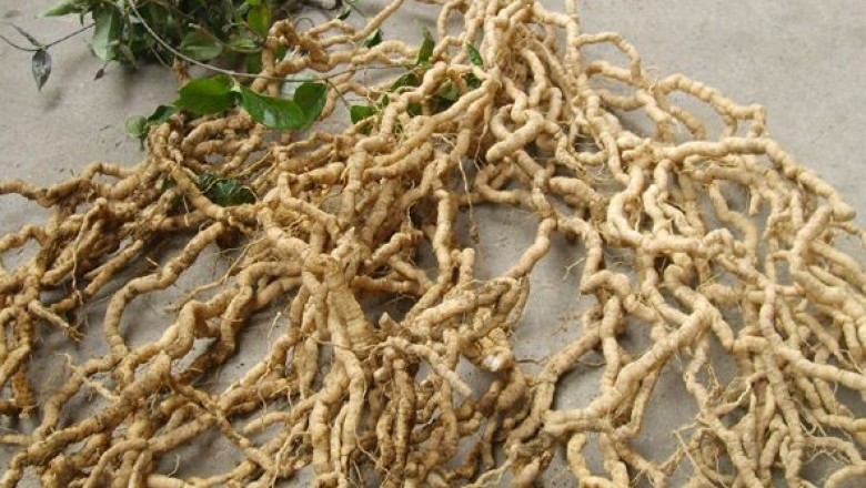 Cây dược liệu cây Ba kích, Dây ruột gà - Morinda officinalis How