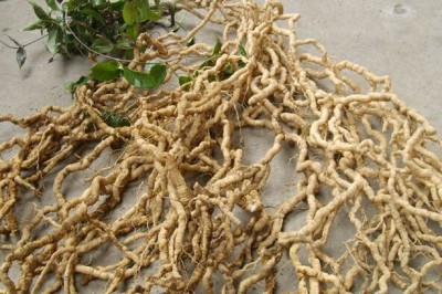 Cây dược liệu cây Ba kích, Dây ruột gà - Morinda officinalis How