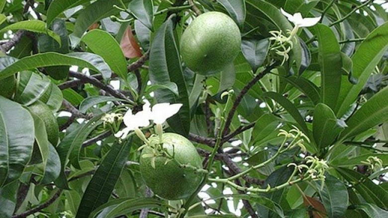 Cây dược liệu cây Mướp sát - Cerbera manghas L. (C. odollam Gaertn.)