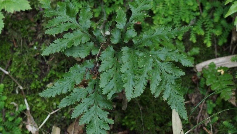 Cây dược liệu cây Âm địa quyết – Botrychium ternatum (Thunb) Sw