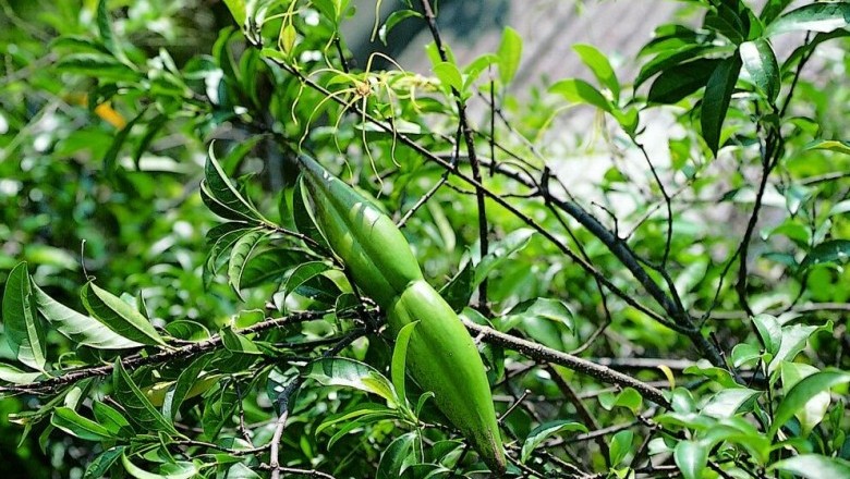 Cây dược liệu cây Sừng dê, Sừng bò - Strophanthus divaricatus (Lour.) Hook. et Arn