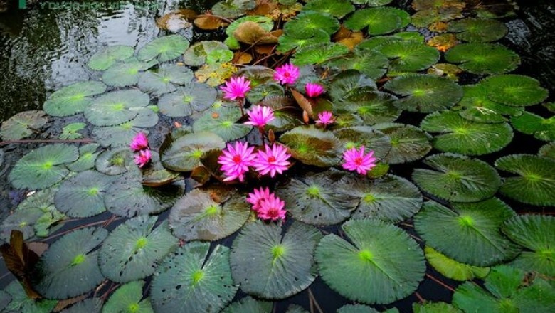 Cây dược liệu cây Súng - Nymphaea stellata Willd