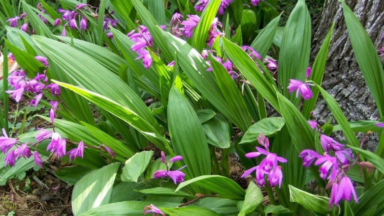 Cây dược liệu cây Bạch cập - Bletilla striata (Thunb) Reichb L