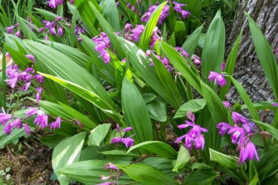 Cây dược liệu cây Bạch cập - Bletilla striata (Thunb) Reichb L