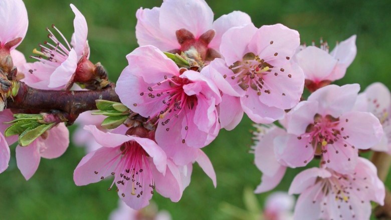 Cây dược liệu cây Ðào - Prunus persica (L,) Batsch