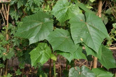 Cây dược liệu cây Tai mèo, Bông vàng, Múc - Abroma augusta (L.) Willd. (Theobroma augusta L.)