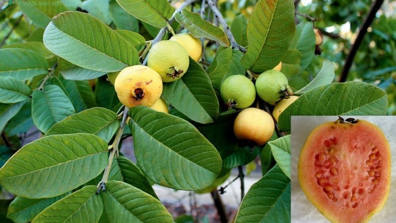 Cây dược liệu cây Ổi - Psidium guajava L